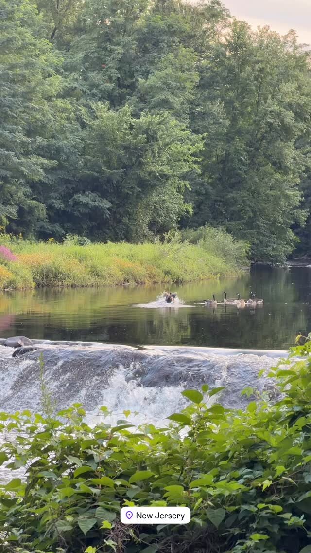 A small waterfall and geese on a river in New Jersey, surrounded by trees and wildflowers